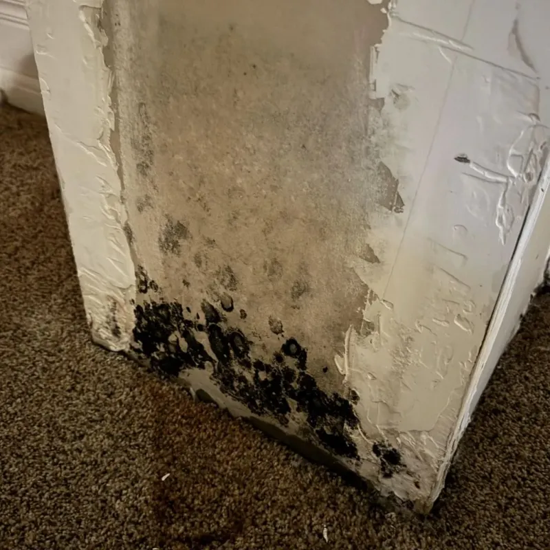 Professional Mold Removal in West Haven, OR